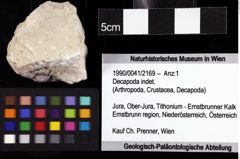 Foto (Objket + Etiketten) von Decapoda indet. 